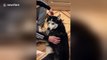 Husky tells owner off whenever he stops stroking him