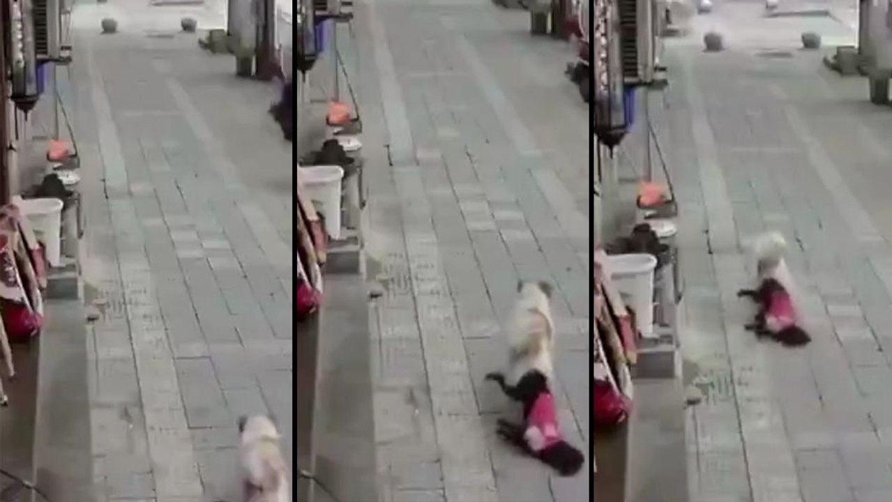 Un chien se fait une balade avec un autre chien