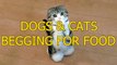 Funny Cute Dogs and Cats Begging For Food