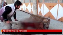 Aç Kurtlar Köpeği Parçaladı