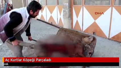 Aç Kurtlar Köpeği Parçaladı