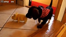 Puppies Barking Compilation - Cute Dog Barking Videos [NEW]
