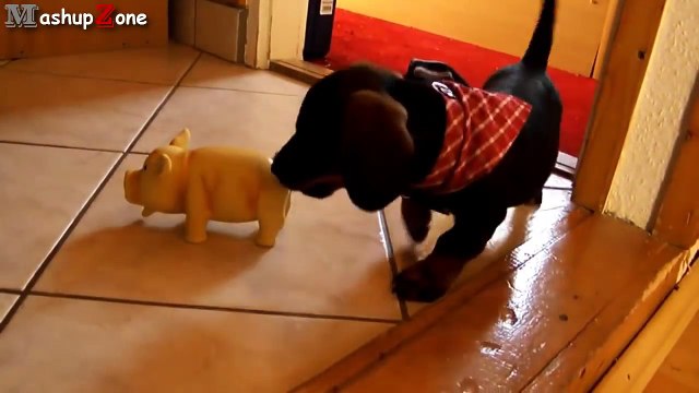 Puppies Barking Compilation - Cute Dog Barking Videos [NEW]