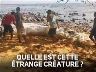 Le mystère de la créature poilue