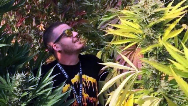 where to order cbd oil near me | order cbd oil near me | order actavis promethazine near me | order cannabis oil near me | order bho oil near me | dabstarshop.com