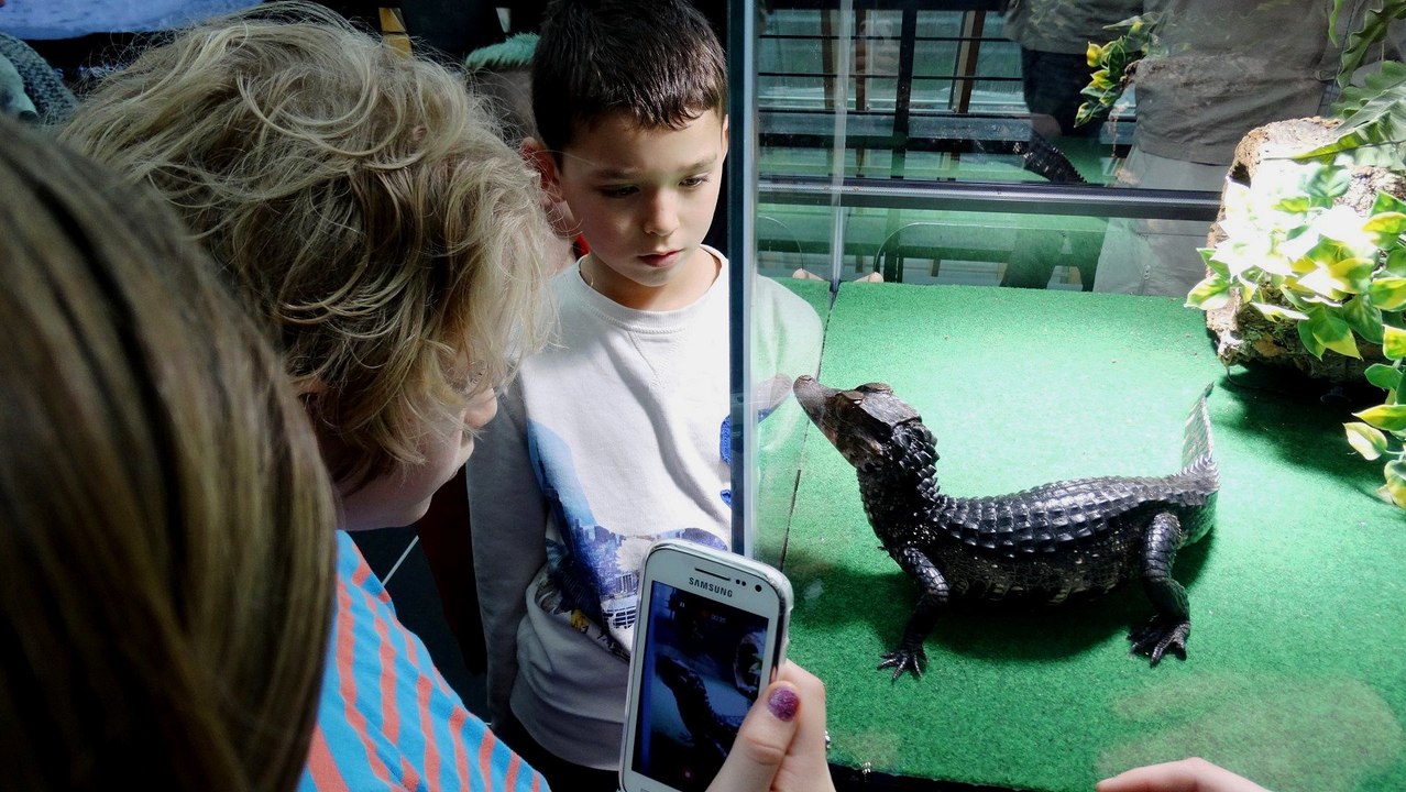 Krokodillendag - Boekenberg - Oog in oog met een alligator / Spijkenisse 2017