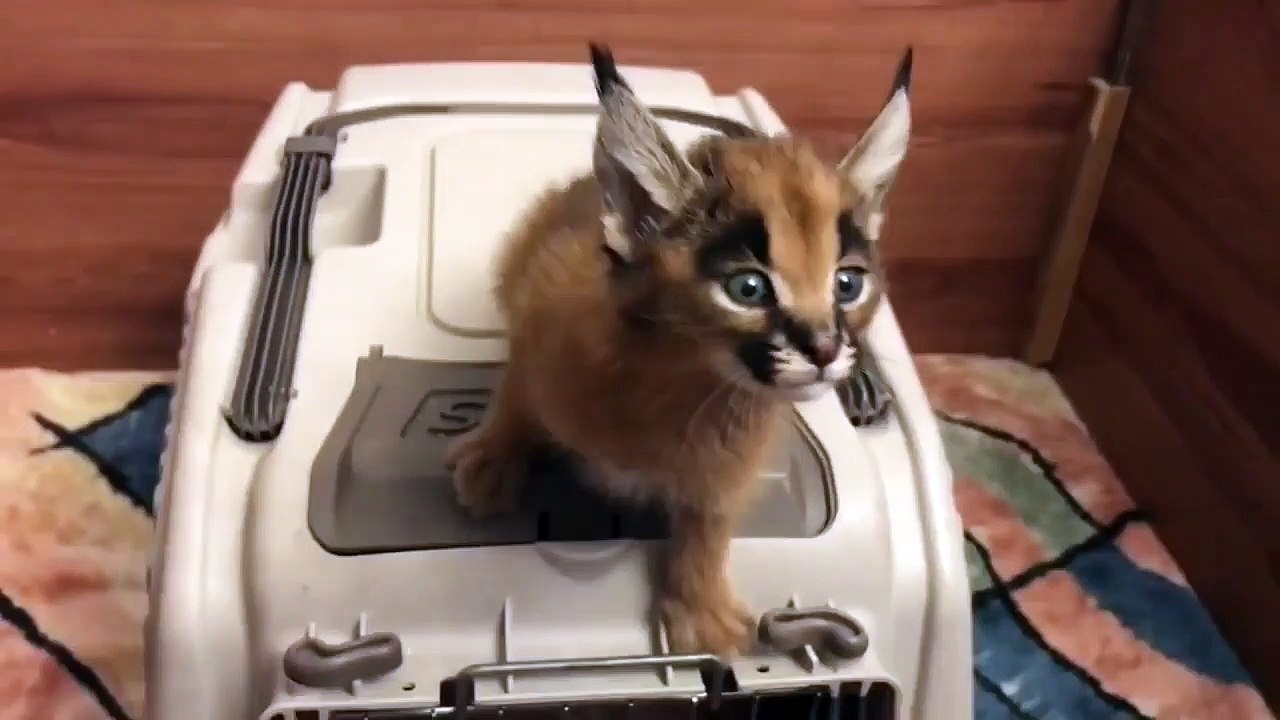Un bébé caracal pousse d'étranges cris