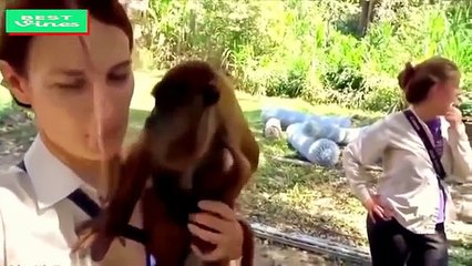 Funny Videos 2017-Funny animal- Try Not To laugh Challenge Funny animals Fails Compilation 2017