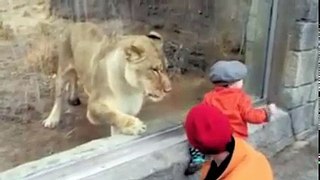 El Paso Zoo lion loves children