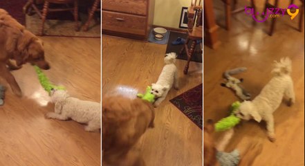 Ce petit chiot ne veut rien céder...Un vrai champion !