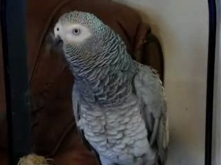 gris du gabon parleur