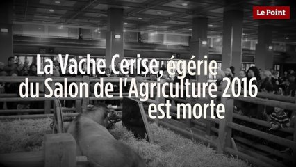 Salon de l'agriculture : Cerise, la vache égérie de 2016, est morte !
