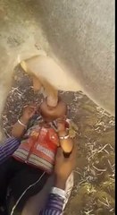 Un bébé boit son lait au pis d'une vache