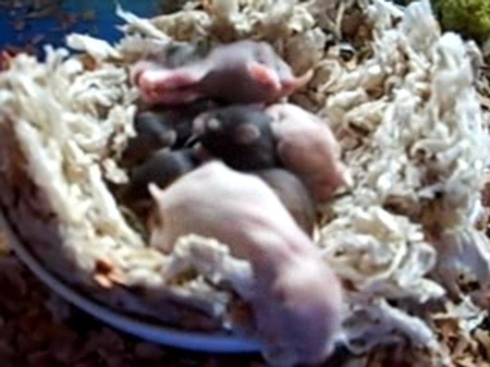 Photo des bébés hamster