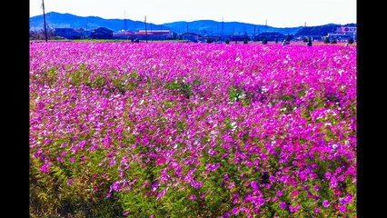 パッヘルベル　３つのヴァイオリンと通奏低音のためのカノンとジーグ 二長調