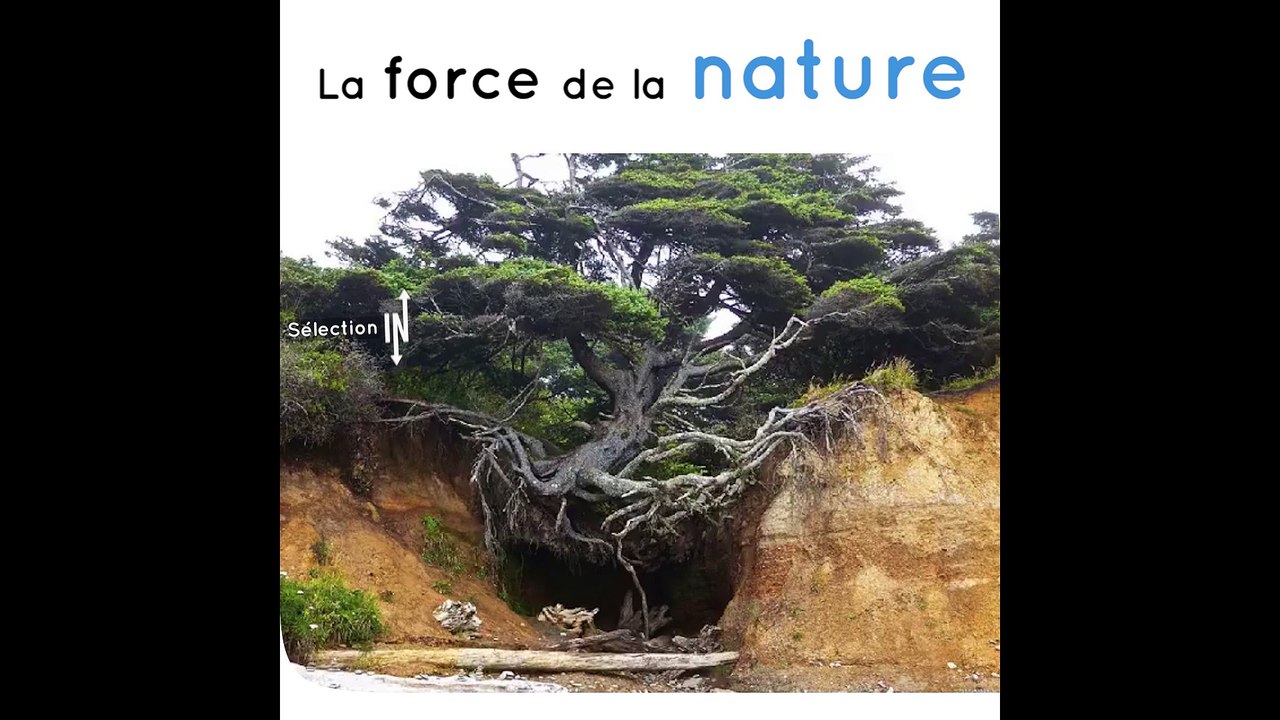 La nature est partout, même là où on ne l'attend pas