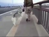 Husky demands to be carried, so sweet