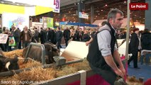 Salon de l'agriculture : Cerise, la vache égérie de 2016, est morte !
