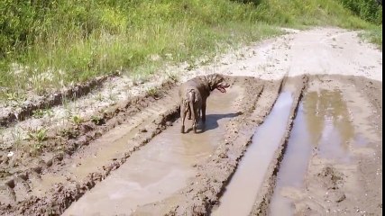 Dans son bain de boue, ce chien semble être aux anges...