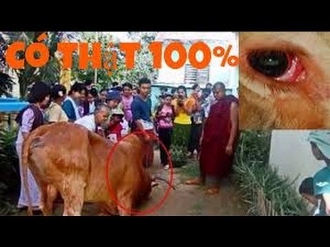 Tin mới nhất - Bò quỳ gối cầu cứu khi sắp bị mổ một sự thật bất ngờ