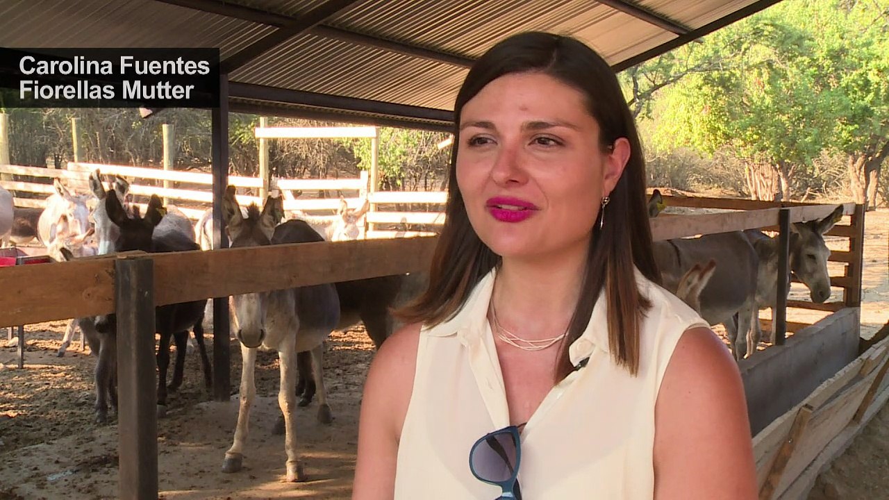 Eselsmilch gegen allergien