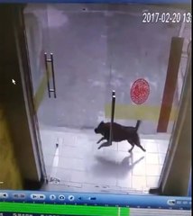Un chien qui chasse un chat...Instant karma par la suite