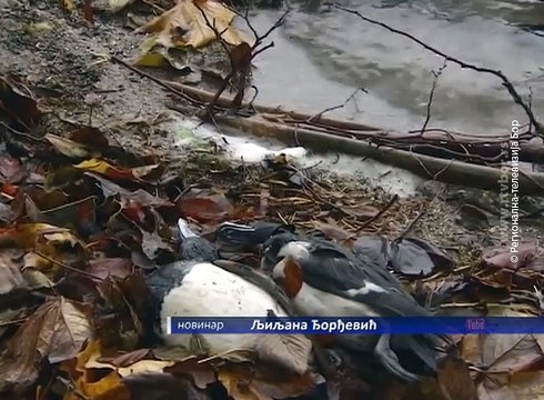 Preventivne mere protiv ptičjeg gripa i u borskoj opštini, 28. februar 2017. (RTV Bor)