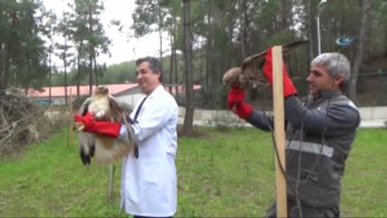 Kartal ile Şahin 'Dünya Yaban Hayatı' Gününde Doğaya Bırakılacaklar