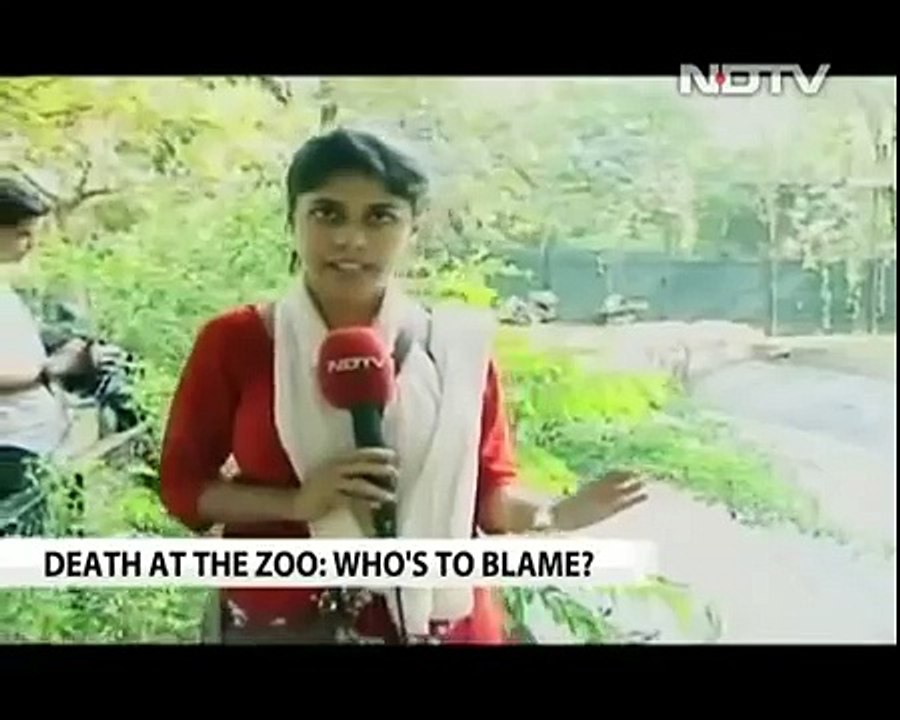 White tiger kills man who fell into its enclosure at Delhi zoo