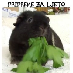 PRIPREME ZA LJETO
