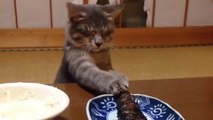 Un chat insiste pour avoir du poisson grillé