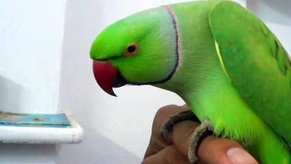 Conversation with my parrot,Worlds best Bird.