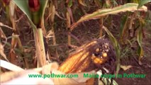 maize crops harvest in pothwar region