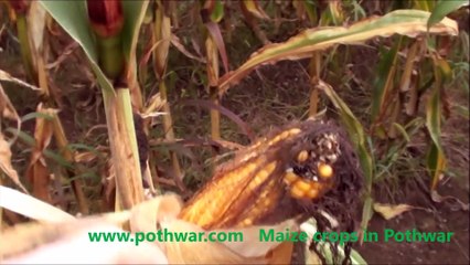 maize crops harvest in pothwar region