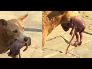 Rơi nước mắt nhìn chú chó ngoặm bé sơ sinh tìm người cứu giúp