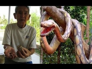 Thầy rắn 93 tuổi kể chuyện giáp mặt hổ mang chúa