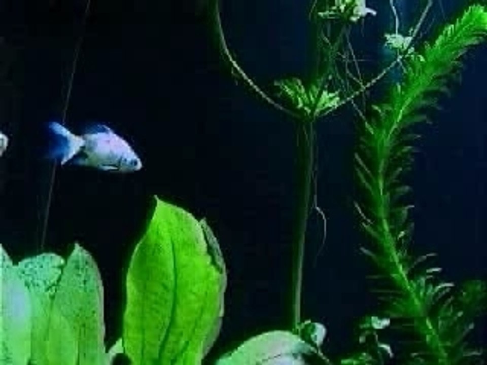 Des Poissons