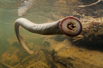Top 5 Most Terrifying Underwater Creatures!