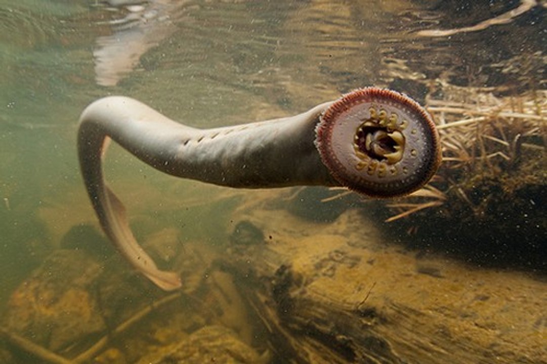 Top 5 Most Terrifying Underwater Creatures!