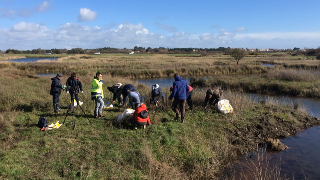 Comment arracher le baccharis dans les jardins?