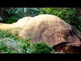 Chuyện khó tin - ngôi làng có những con rùa đá kỳ lạ ở Sơn La