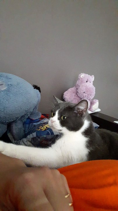 Cat needs attention