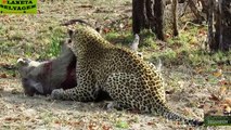 Top 10 Leopard Attacks - Most Amazing Animal Attacks - Crazy Leopard Attacks