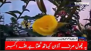 Azan Kay Sath Khilnay Wala Ye Flower SubhanAllah