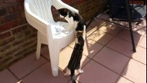 Real Fight Between Cat & Kitten - 4K Ultra HD 2160p resolution Video