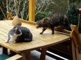 Top Fighting Cats !!! funny [must see] Gatos Peleando