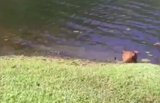 Un homme fait une mauvaise blague à un chat !