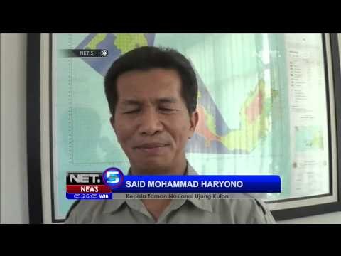 Aksi Anak Badak Jawa Terekam CCTV - NET5