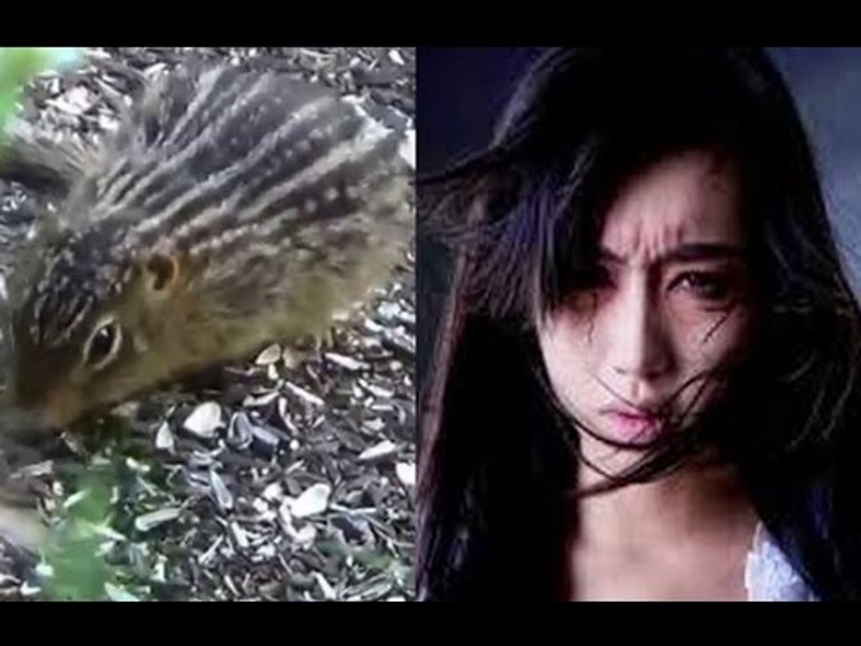 Chuyện lạ Việt Nam- Cô gái hóa "Sóc" dẫn người tìm xác ch**t oan!