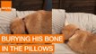 Golden Retriever Attempts to Hide Bone Under Pillows